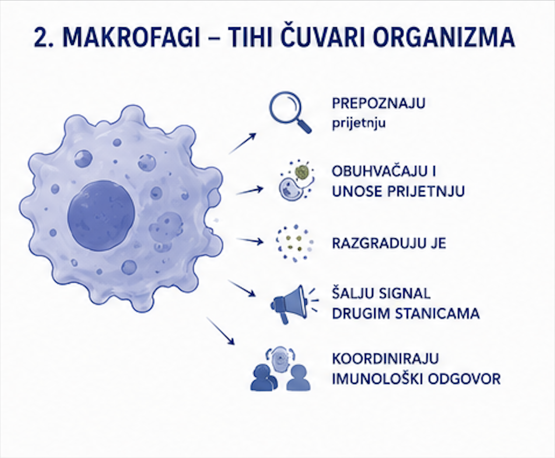 Makrofagi – tihi čuvari našeg organizma