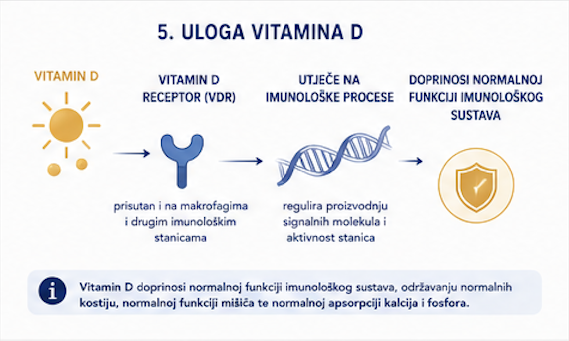 Uloga Vitamina D